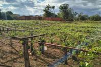 Temporal devasta lavouras em SP e governo mobiliza força-tarefa para produtores atingidos