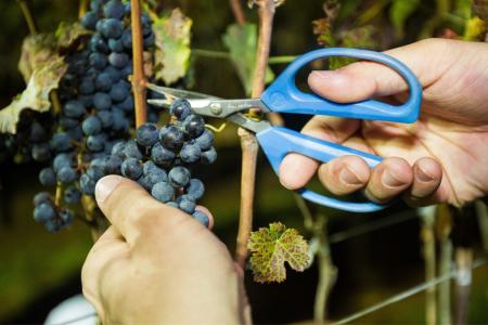 Vinho de inverno: colheita de 2026 começa com projeção de alta de 15% na safra