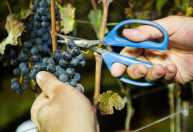Vinho de inverno: colheita de 2026 começa com projeção de alta de 15% na safra