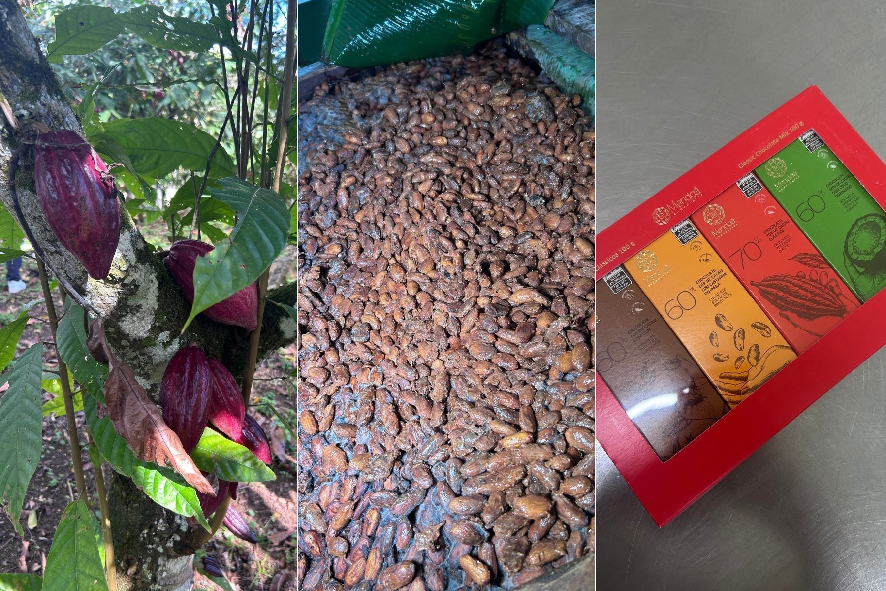 Do cacau à barra: entenda como funciona todo o processo de fabricação do chocolate