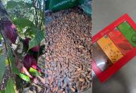 Do cacau à barra: entenda como funciona todo o processo de fabricação do chocolate