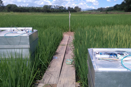 Área experimental de arroz irrigado com equipamentos de monitoramento instalados entre os talhões.