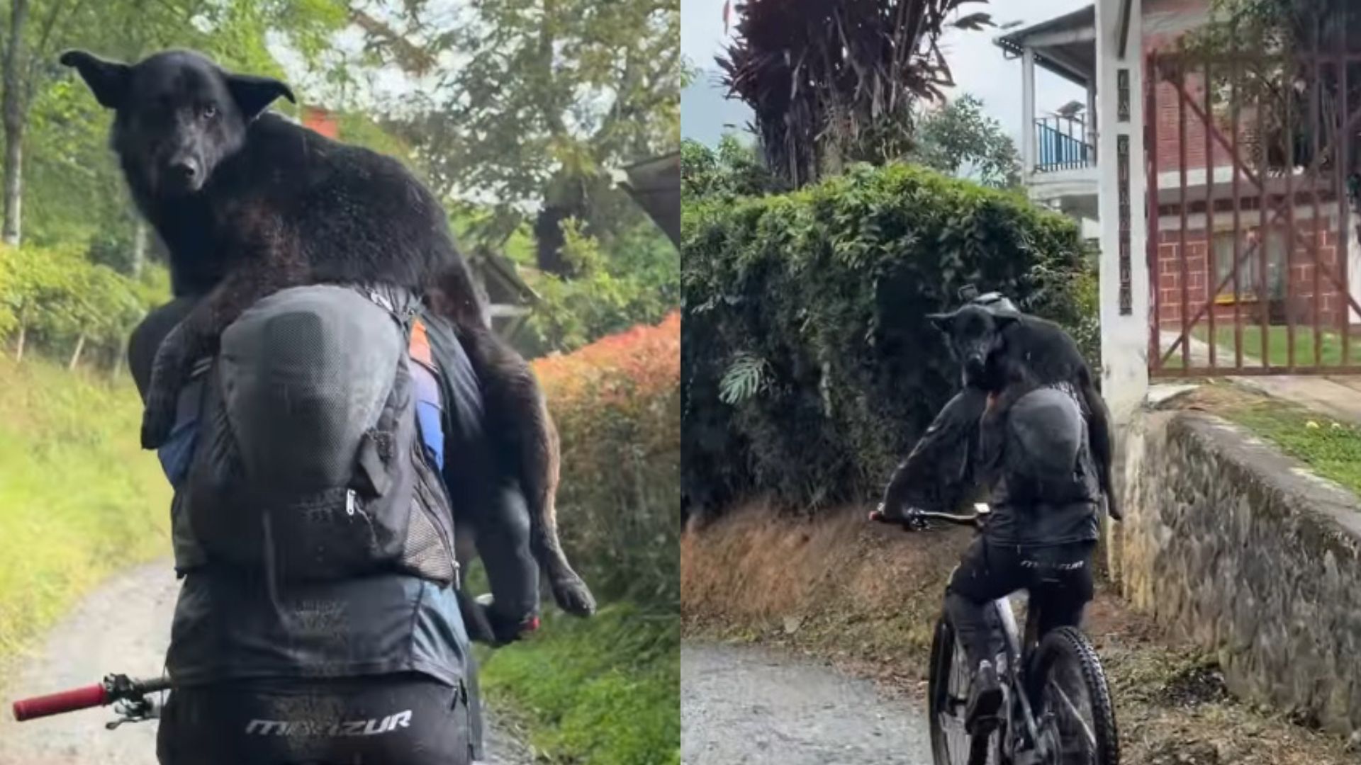 Cão segue ciclistas por mais de 40 km e acaba precisando de ajuda