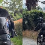Cão segue ciclistas por mais de 40 km e acaba precisando de ajuda