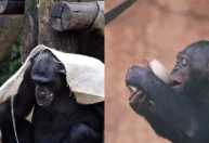 Vídeo: Zoológico usa cobertor, sopa e chás para proteger animais do frio