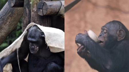 Chipanzés recebem cobertores e sopas durante época de frio no Zoológico de São Paulo