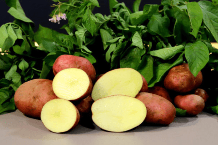 Batata roxa cortada ao meio sobre uma superfície, destacando a coloração intensa da polpa e da casca.