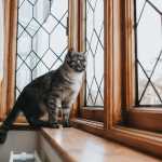 Por que gatos que observam pela janela se mantêm mais saudáveis e equilibrados