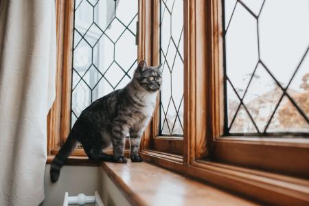 Gato em apartamento: adaptação pode ser melhor do que os tutores imaginam, segundo a Ciência