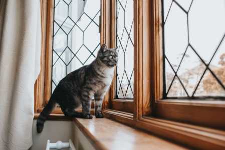 Por que gatos que observam pela janela se mantêm mais saudáveis e equilibrados