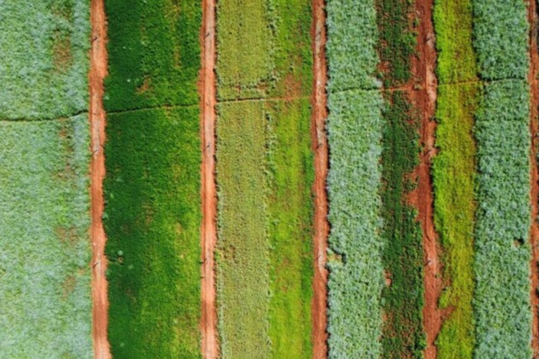 Pesquisa da UFMG avalia plantas de cobertura para ampliar produtividade do milho
