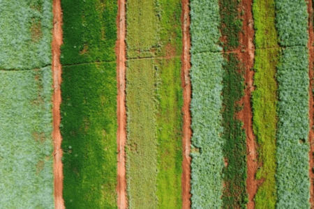 Vista aérea de uma área agrícola com plantação, mostrando diferentes talhões cultivados utilizados em pesquisa sobre plantas de cobertura para o cultivo de milho.