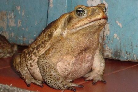 sapo cururu