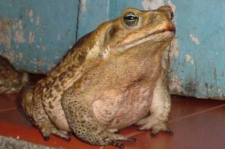 sapo cururu