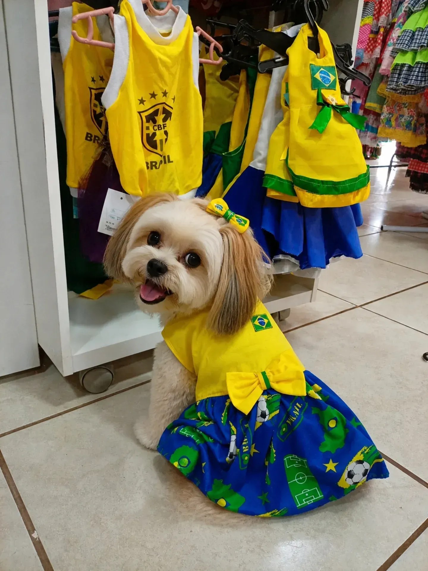 Roupinha de pet no jogo do Brasil: cuidados para torcer causar desconforto no cão ou gato