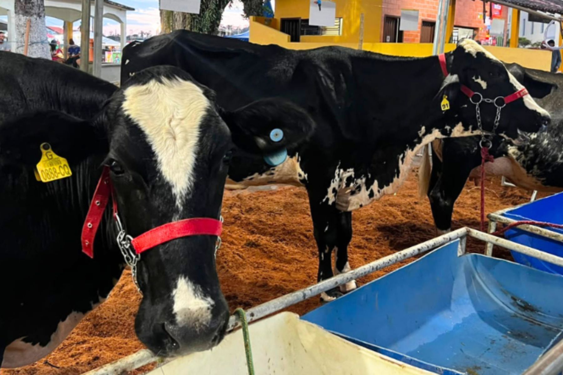 Valadares sedia 20º Torneio Leiteiro e Mostra de Bezerras em Juiz de Fora