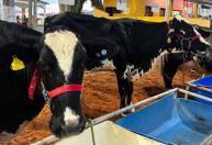 Valadares sedia 20º Torneio Leiteiro e Mostra de Bezerras em Juiz de Fora
