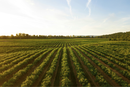 ista ampla de uma área agrícola com fileiras de plantas cultivadas, estendendo-se até o horizonte.