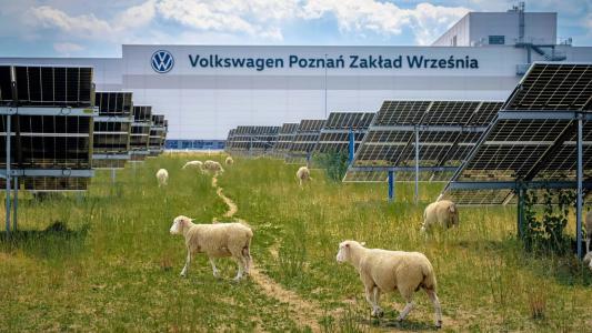 Volkswagen Ovelhas Polônia
