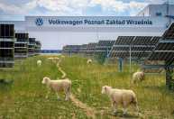 Volkswagen troca cortadores de grama por 100 ovelhas em fábrica na Polônia