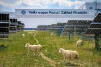 Volkswagen troca cortadores de grama por 100 ovelhas em fábrica na Polônia