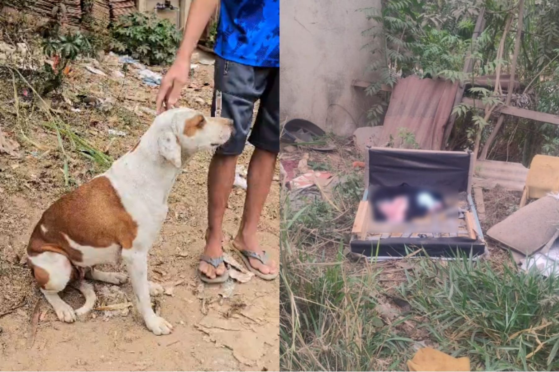 Vídeo: comerciante conta como Meg, cadela de rua, encontrou recém-nascido na Grande BH