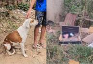 Vídeo: comerciante conta como Meg, cadela de rua, encontrou recém-nascido na Grande BH