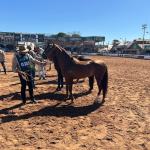 Exposição Nacional do Mangalarga Marchador reforça democratização e atrai pequenos criadores