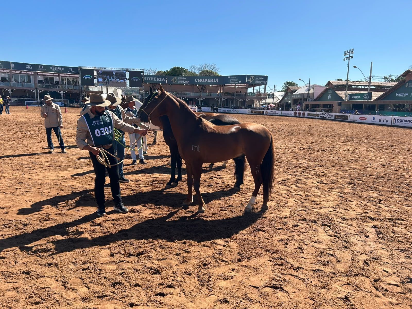 Exposição Nacional do Mangalarga Marchador consolida certificação de bem-estar animal