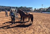 Exposição Nacional do Mangalarga Marchador consolida certificação de bem-estar animal