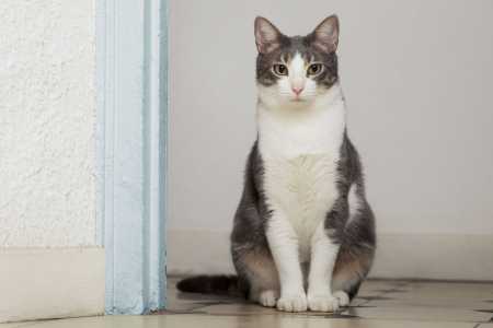 Gatos costumam se incomodar com fragrâncias fortes e odores desagradáveis