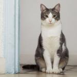 Três cheiros que os gatos odeiam; saiba como evitá-los