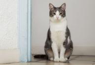 O que significa quando seu gato bebe água da torneira em casa: o erro que todos cometem
