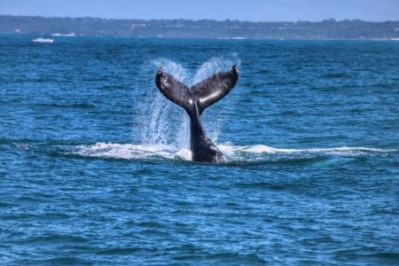 Avistamento de baleias em Porto Seguro, na Bahia