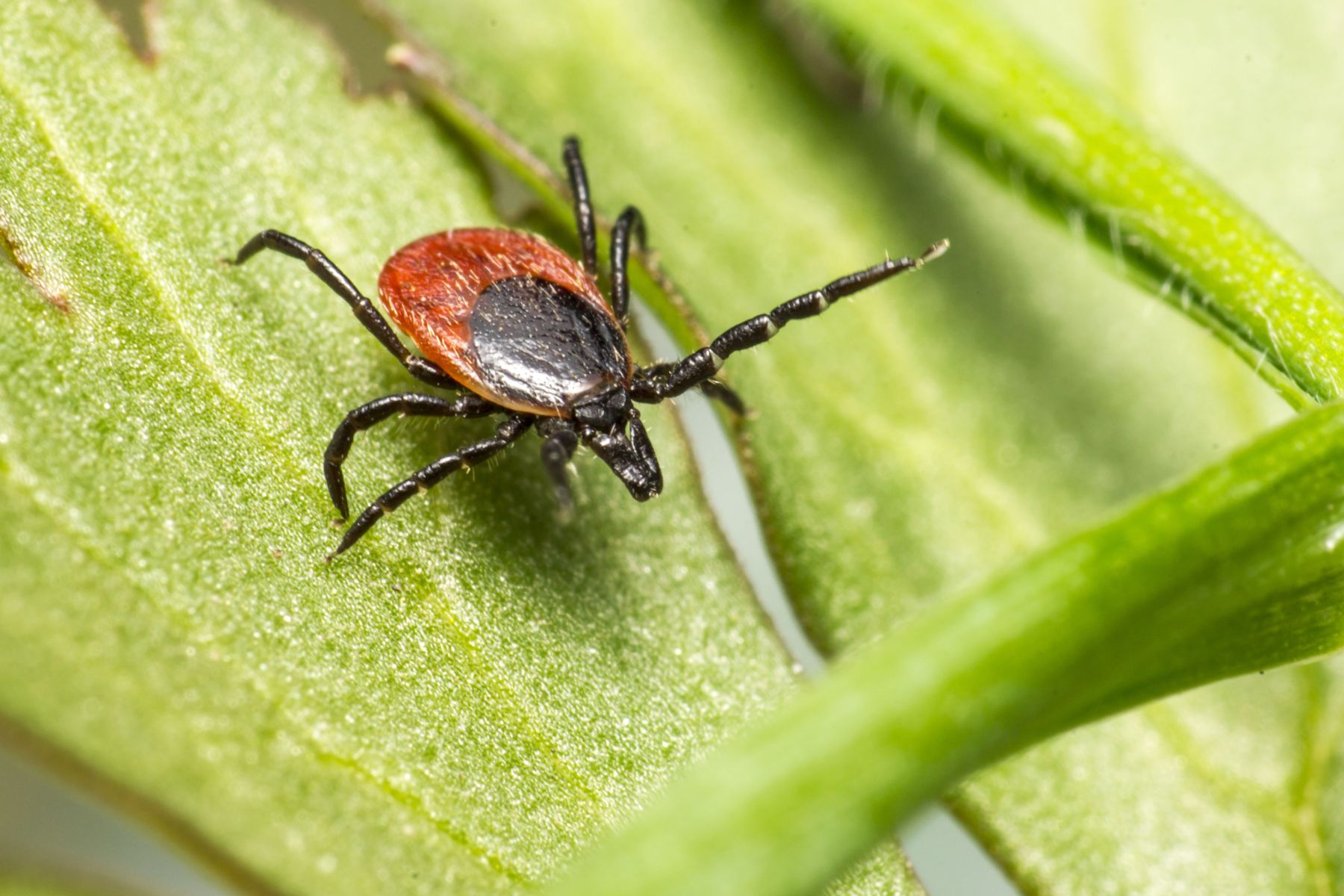 Adeus às pulgas e carrapatos: três plantas que ajudam a proteger sua casa naturalmente