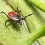 Adeus às pulgas e carrapatos: três plantas que ajudam a proteger sua casa naturalmente