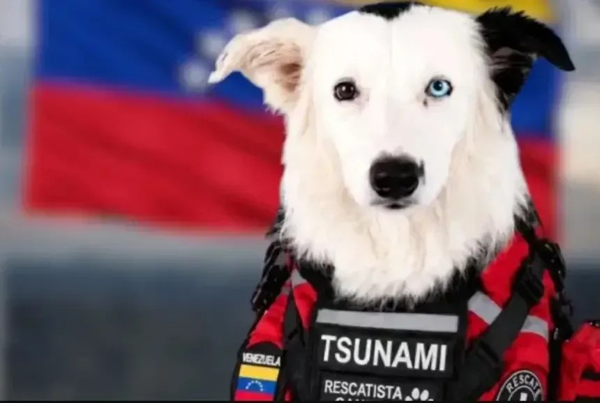 Cães de resgate de 20 países ajudam no salvamento após terremotos na Venezuela