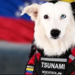 Cães de resgate de 20 países ajudam no salvamento após terremotos na Venezuela