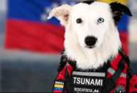Cães de resgate de 20 países ajudam no salvamento após terremotos na Venezuela