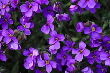 Violeta-africana • Freepik