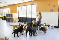 Férias: o que observar antes de deixar seu pet em um hotel ou creche