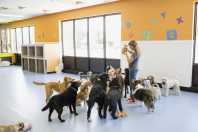 Férias: o que observar antes de deixar seu pet em um hotel ou creche