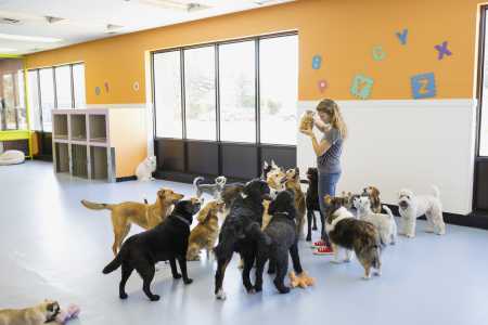 Férias: o que observar antes de deixar seu pet em um hotel ou creche