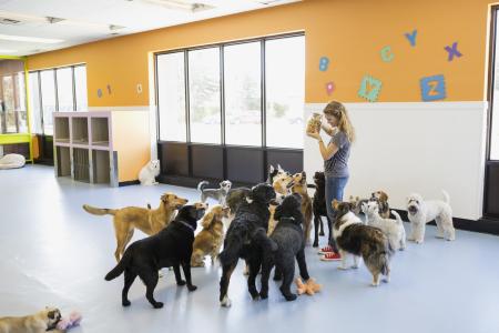 Creche para pets