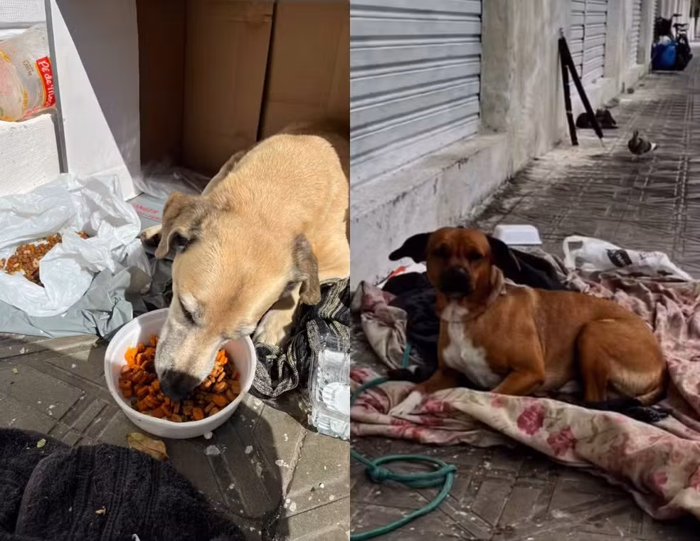 cachorros caramelo florianopolis