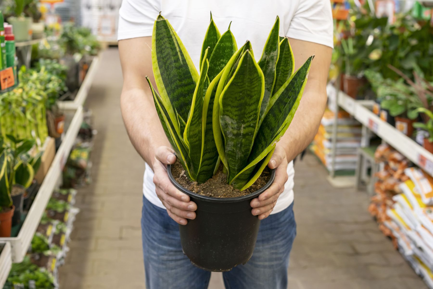 A planta que pode deixar seu quarto mais fresco e agradável enquanto você dorme