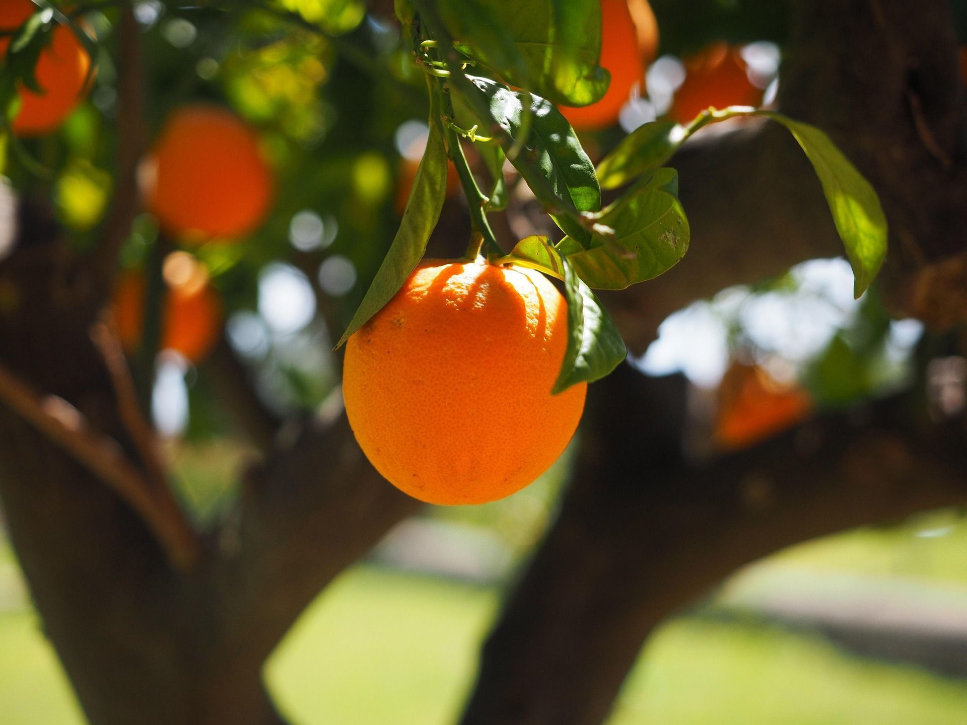 Como preparar um desengordurante caseiro poderoso com casca de laranja e bicarbonato