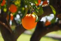 Como preparar um desengordurante caseiro poderoso com casca de laranja e bicarbonato