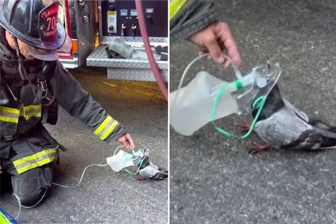 Vídeo: pombo surpreende ao buscar ajuda de bombeiros e aceitar máscara de oxigênio