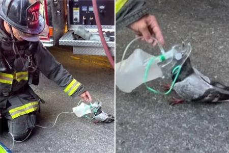 pombo aceita oxigenio de bombeiros